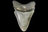 Fossil Megalodon Tooth - North Carolina #108903-1